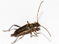 Grammoptera ruficornis